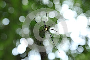 Â spider on the web, top view